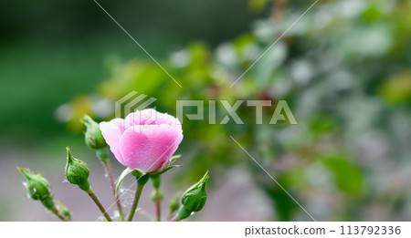 Pink rose Bonica with buds with dew drops in the garden. Perfect for background of greeting cards 113792336