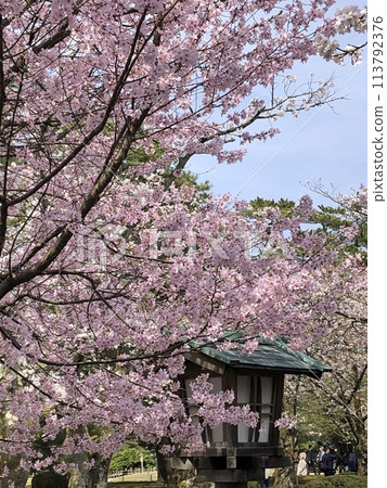 Kenrokuen cherry blossoms in full bloom Kenrokuen cherry blossoms in full bloom 113792376