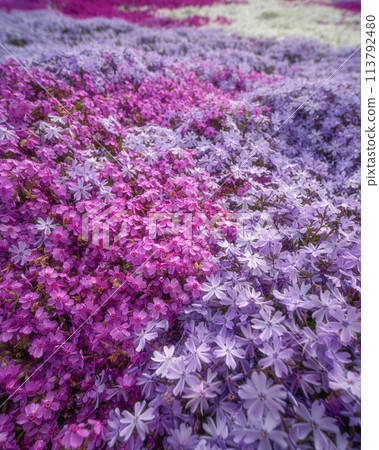 春天的日出和盛開的苔蘚福祿考 春天的日出和盛開的苔蘚福祿考 113792480