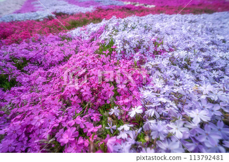 春天的日出和盛開的苔蘚福祿考 113792481