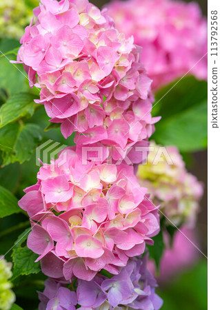 [Rainy season material] Hydrangea flowers [Nagano Prefecture] 113792568