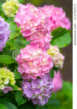 [Rainy season material] Hydrangea flowers [Nagano Prefecture] 113792571