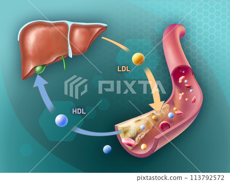 Cholesterol transport in the human body Cholesterol transport in the human body 113792572