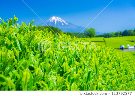 [Fresh greenery material] Fresh green tea leaves and blue sky [Shizuoka Prefecture] 113792577