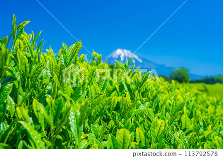 [Fresh greenery material] Fresh green tea leaves and blue sky [Shizuoka Prefecture] 113792578