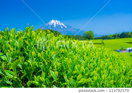[Fresh greenery material] Fresh green tea leaves and blue sky [Shizuoka Prefecture] 113792579