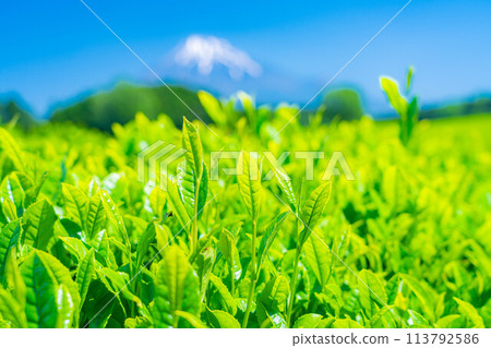[Fresh greenery material] Fresh green tea leaves and blue sky [Shizuoka Prefecture] 113792586
