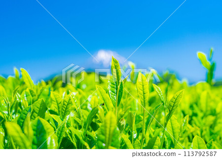 [新鮮的綠色材料]新鮮的綠茶葉和藍天[靜岡縣] 113792587