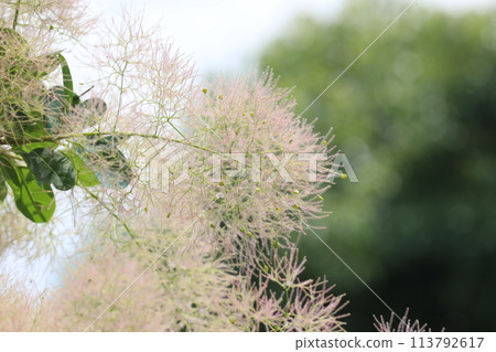 Smoke tree Smoke tree 113792617