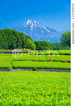 [Early summer material] Fresh green Obuchi Sasaba tea plantation [Shizuoka Prefecture] 113792650