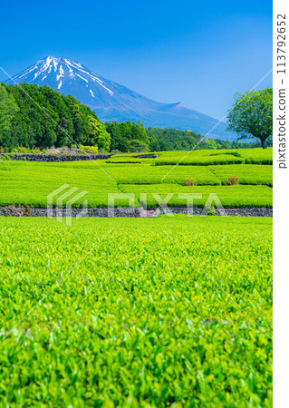 [初夏材料]新鮮的綠色Obuchi Sasaba茶園[靜岡縣] 113792652