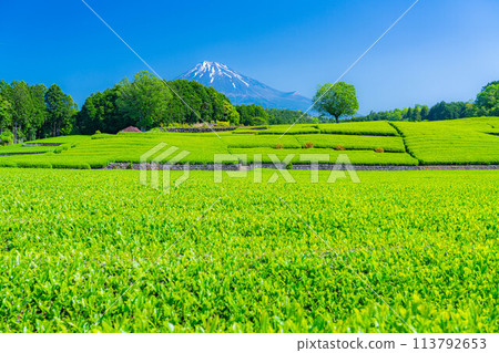 [初夏材料]新鮮的綠色Obuchi Sasaba茶園[靜岡縣] 113792653