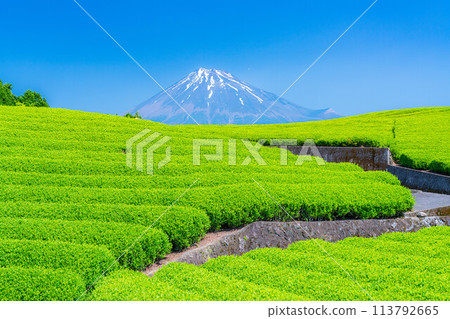 [初夏材料]新鮮的綠色Obuchi Sasaba茶園[靜岡縣] 113792665