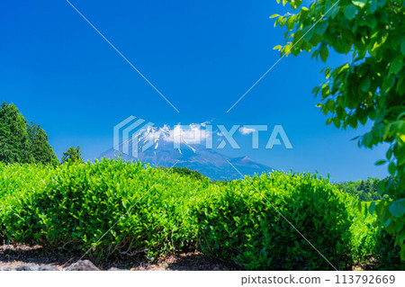 [Early summer material] Fresh green Obuchi Sasaba tea plantation [Shizuoka Prefecture] 113792669