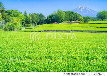 [Early summer material] Fresh green Obuchi Sasaba tea plantation [Shizuoka Prefecture] 113792675
