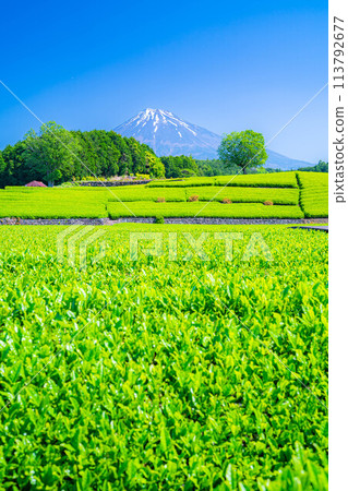 [初夏材料]新鮮的綠色Obuchi Sasaba茶園[靜岡縣] 113792677