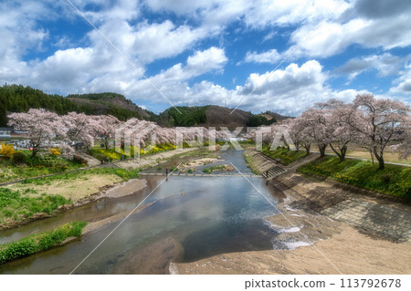 夏井千本櫻,一排盛開的櫻花樹 夏井千本櫻,一排盛開的櫻花樹 113792678
