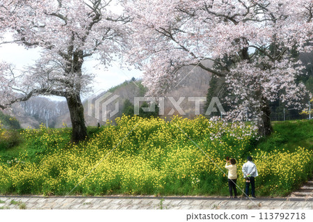 Natsui Senbonzakura: Rows of cherry trees in full bloom 113792718