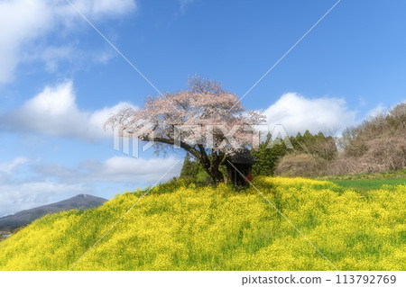 福島縣小澤的油菜花和櫻花 113792769