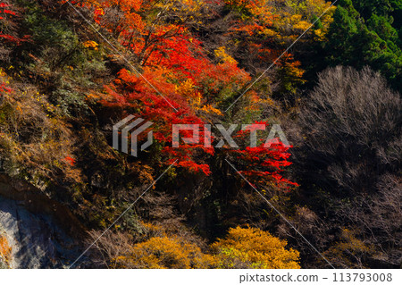 秩父的秋葉 秩父的秋葉 113793008