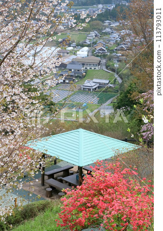 Cherry blossom viewing at Kahoku Natural Park (Kami City, Kochi Prefecture) 113793011