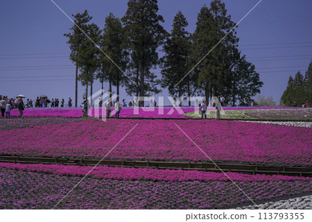 Spring coming 113793355