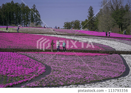 Spring coming Spring coming 113793356