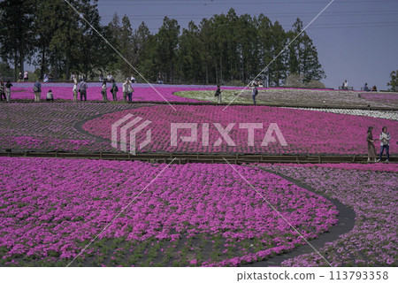 Spring coming Spring coming 113793358