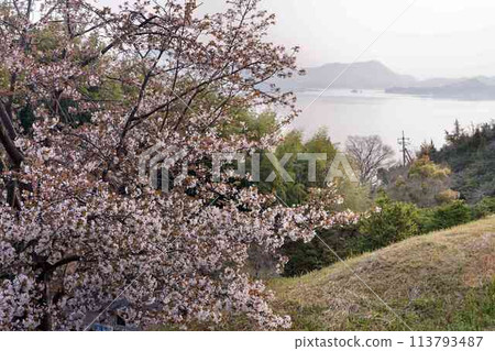Cherry blossoms in Setouchi Cherry blossoms in Setouchi 113793487