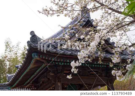 Cherry blossoms hanging over the main hall of Kojoji Temple Cherry blossoms hanging over the main hall of Kojoji Temple 113793489