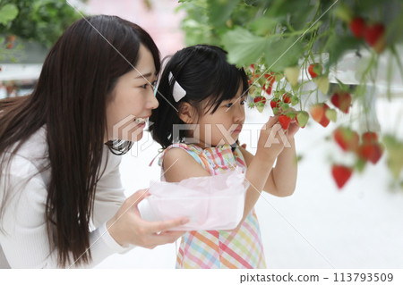 家長和孩子一起體驗採摘草莓的樂趣 家長和孩子一起體驗採摘草莓的樂趣 113793509