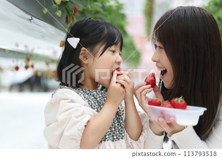 Parents and children enjoying strawberry picking 113793518
