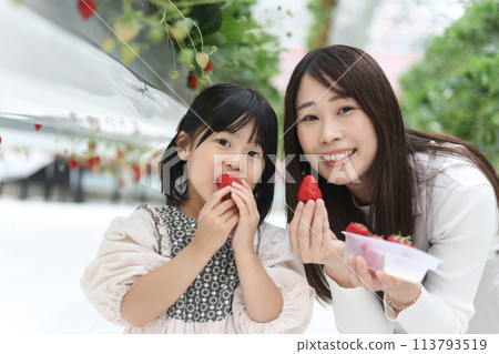 Parents and children enjoying strawberry picking Parents and children enjoying strawberry picking 113793519