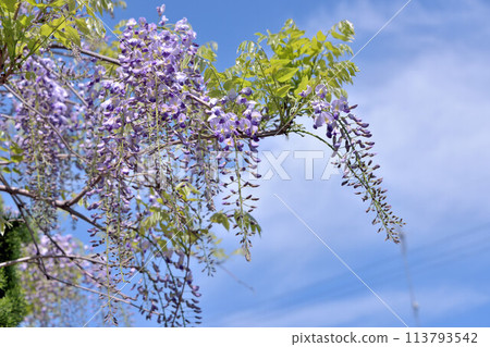 Grape-like wisteria Grape-like wisteria 113793542