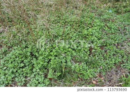 Young mugwort leaves, an ingredient in kusamochi and mugwort dumplings Young mugwort leaves, an ingredient in kusamochi and mugwort dumplings 113793690