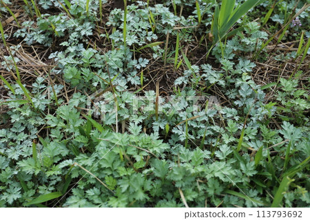 草麻糬和艾草餃子的配料，艾草嫩葉 113793692