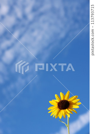 Background_Summer image 113793715