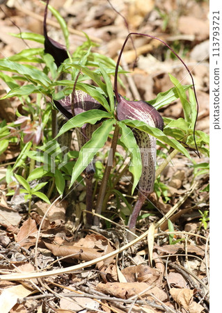 盛開在春天森林裡的 Arisaema thunbergii 113793721