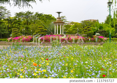 鶴舞公園噴泉塔內的杜鵑花和粉蝶花（愛知縣名古屋市） 113793727