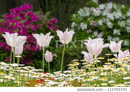 淺粉色鬱金香 113793743