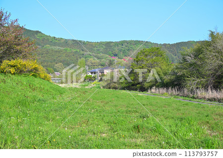 山吹花開時,生井廣場週邊、小志河床 山吹花開時,生井廣場週邊、小志河床 113793757