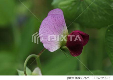 開花在春天領域的荷蘭豆花 113793828