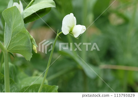 Snow pea flowers blooming in the spring field Snow pea flowers blooming in the spring field 113793829