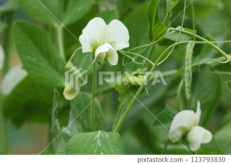開花在春天領域的荷蘭豆花 開花在春天領域的荷蘭豆花 113793830