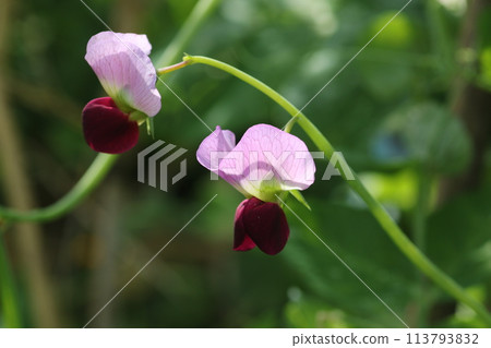 開花在春天領域的荷蘭豆花 開花在春天領域的荷蘭豆花 113793832