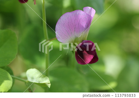 Snow pea flowers blooming in the spring field 113793833