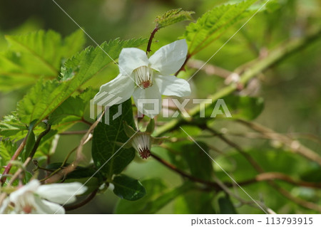 春天,路邊和田野上盛開的楓樹草莓白花 春天,路邊和田野上盛開的楓樹草莓白花 113793915
