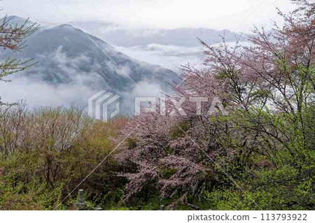 Clouds rolling through the mountains and cherry blossoms in full bloom 113793922