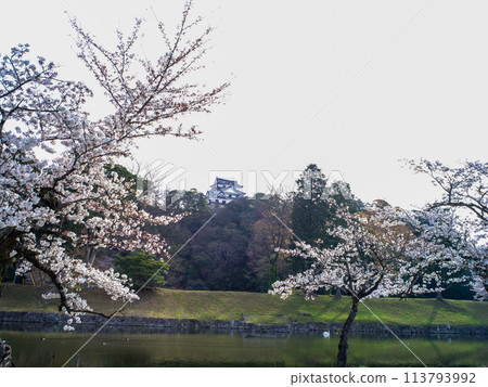 Hikone Castle with cherry blossoms in spring 113793992