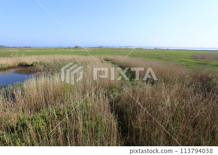 春天，草地上的蘆葦開始發芽 113794038